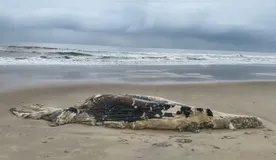 Não foi possível realizar a necropsia para determinar a causa exata da morte