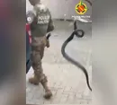 Vídeo mostra policiais retirando serpente caniana do motor de veículo; assista