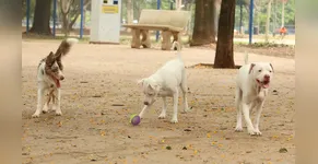 saúde animal