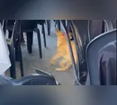 Cachorro caramelo viraliza ao 'comemorar' gol do Brasil na Copa