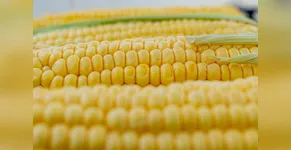 Receita de milho 🌽