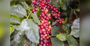 Agricultura