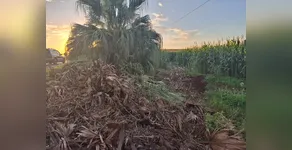 norte do paraná