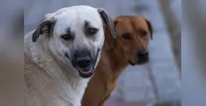 Câmara dos Deputados