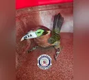 Com carinha de poucos amigos, araçari-poca é resgatado em Arapongas
