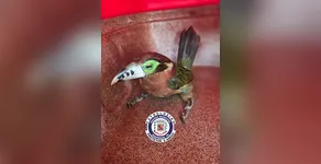 FAUNA