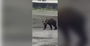 ALERTA MÁXIMO