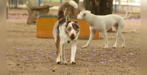 ANIMAIS SOLTOS