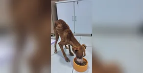 desnutrido e com carrapatos