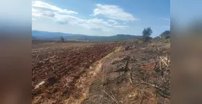 "Mata Atlântica em Pé"