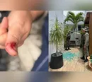 Sob efeito de álcool e remédios, macaco ataca moradores em condomínio na Bahia
