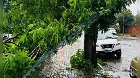Mais de 20 árvores são derrubadas por temporal que atingiu Rolândia