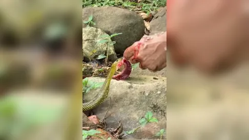 Homem alimenta cobra na boca durante limpeza de pescados e cena inusitada faz sucesso na web