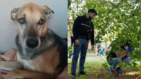 Cadela insiste em farejar sacola sob árvore e salva recém-nascido abandonado na Itália