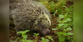 Dia Mundial dos Animais