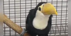  A espécie está em extinção 