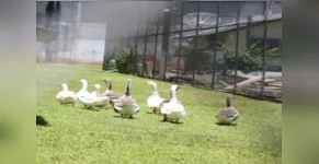  A iniciativa existe desde 2009 e, pelo menos desde 2013, o bando era composto por 16 animais. 