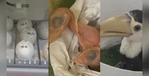  Agora com os animais já com mais de 30 dias 