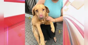  Animal resgatado apresentava grave lesão no focinho. 