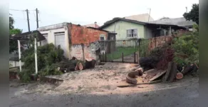  Bombeiros foram até o local para retirar a árvore 
