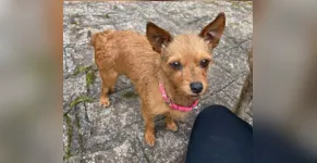 Cachorrinha Cereja morreu após agressão, segundo laudo veterinário 