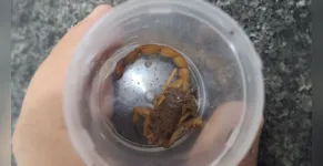  Escorpião foi capturado após picar adolescente 