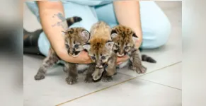 Hospital Veterinário não vai mais acolher animais do IAT; saiba motivo