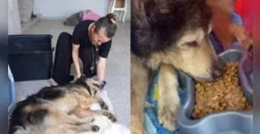 O cachorro Lobo foi enterrado vivo, mas resgatado por uma associação 