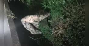  O episódio ocorreu em Joinville 