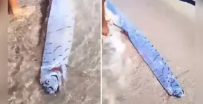  O peixe foi morto, cortado em pedaços e distribuído para a população 