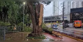  Queda de árvore aconteceu durante temporaç 