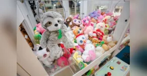  Urso teria sido furtado durante a noite desta quinta-feira 