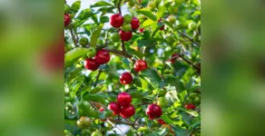  Acerola está entre as frutas produzidas por Cavalcanti 