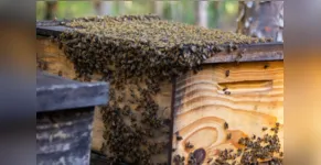  Caixas de abelha estavam com as colmeias quando foram furtadas (Imagem ilustrativa) 