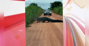  O flagrante fora do comum foi feito na última quinta-feira 