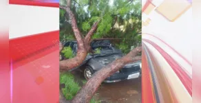  Árvore foi derrubada pela força do vento em Ivaiporã 