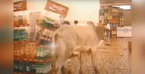  Boi causou uma grande bagunça no mercado 