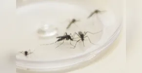  Municípios da 16ª RS somam agora 4.336 casos de dengue 
