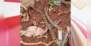  A serpente foi encontrada, por volta das 12h58 