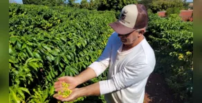  Carlos Bovo, presidente da Associação dos Cafeicultores de Apucarana 