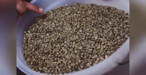  Cultivo de café ocupa em torno de 30 mil hectares no Paraná 