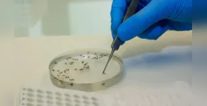  O mosquito Culicoides paraenses, conhecido como maruim ou mosquito-pólvora, é considerado o principal transmissor da febre do oropouche 