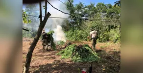  PF faz operação para erradicação de plantios de maconha 