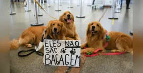  Proteste ocorreu neste domingo em Brasilia 
