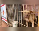Criança de 4 anos morre após ser atacada por pitbull dentro de casa
