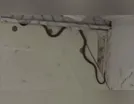Cobra é encontrada em avião e assusta passageiros do vôo
