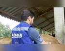 Propriedade de Califórnia (PR) é interditada após abate de 50 bovinos com tuberculose