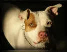 Governo de SC restringe circulação de pitbulls e impõe castração