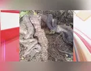Romeiros filmam jiboias em "acasalamento grupal"; assista ao vídeo