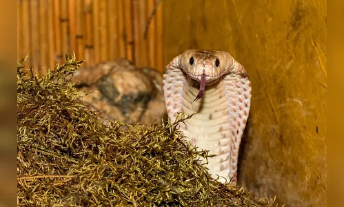 Criança de 2 anos reage, morde cabeça e mata cobra venenosa em ataque
